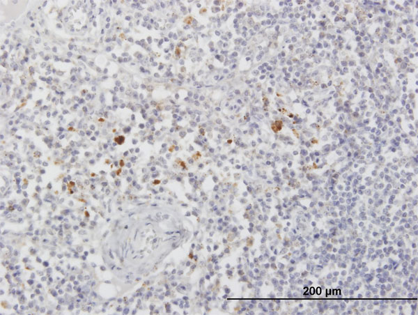 Immunohistochemistry (Formalin/PFA-fixed paraffin-embedded sections) - Anti-ARSA/ASA antibody (AB67089)