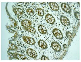Immunohistochemistry (Formalin/PFA-fixed paraffin-embedded sections) - Anti-ARSA/ASA antibody [EPR11039] - BSA and Azide free (AB249832)
