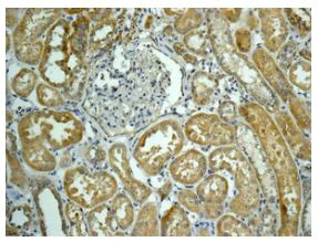 Immunohistochemistry (Formalin/PFA-fixed paraffin-embedded sections) - Anti-ARSA/ASA antibody [EPR11039] - BSA and Azide free (AB249832)