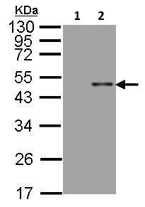 Western blot - Anti-ARSB antibody (AB228018)