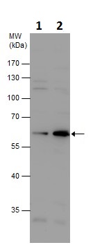 Western blot - Anti-ARSB antibody (AB228018)