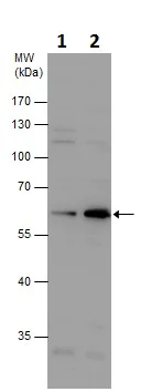 Western blot - Anti-ARSB antibody (AB228018)