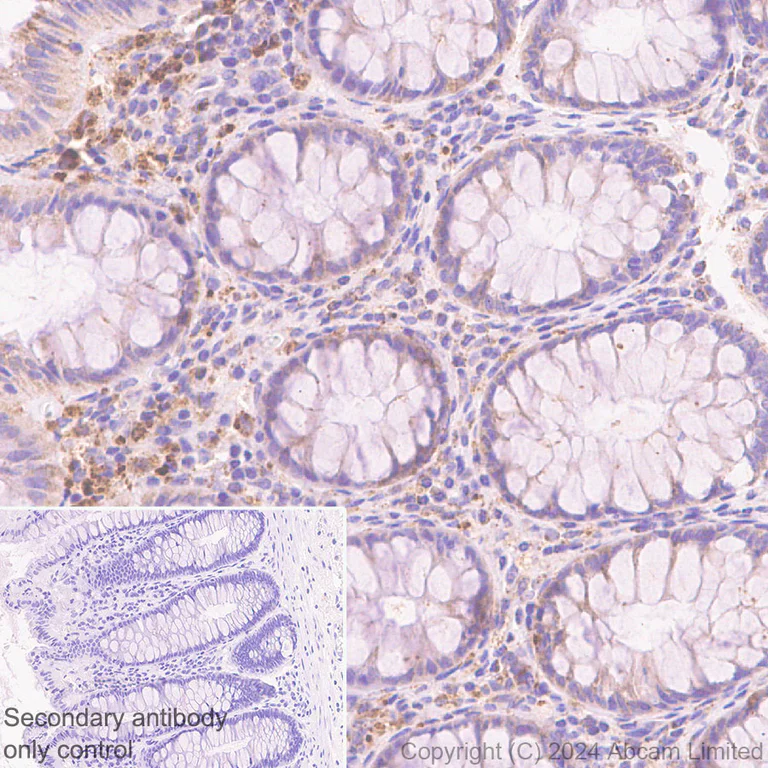 Immunohistochemistry (Formalin/PFA-fixed paraffin-embedded sections) - Anti-ARSB antibody [EPR29282-12] - BSA and Azide free (AB326588)