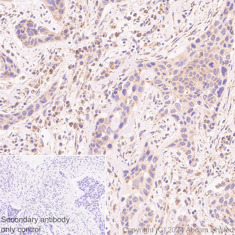 Immunohistochemistry (Formalin/PFA-fixed paraffin-embedded sections) - Anti-ARSB antibody [EPR29282-12] - BSA and Azide free (AB326588)