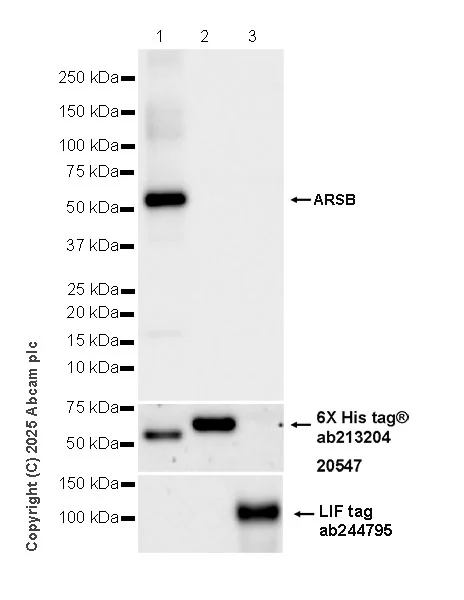 Western blot - Anti-ARSB antibody [EPR29282-12] - BSA and Azide free (AB326588)