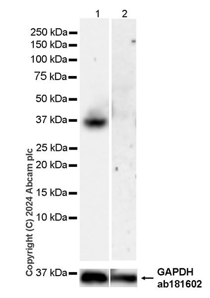 Western blot - Anti-ART1 antibody [EPR28754-56] - BSA and Azide free (AB316160), expandable thumbnail
