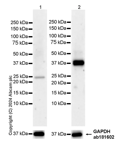 Western blot - Anti-ART1 antibody [EPR28754-56] - BSA and Azide free (AB316160)