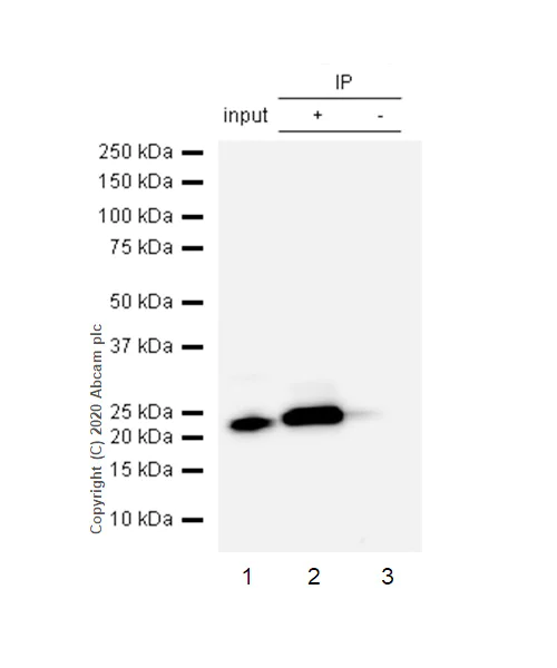 Immunoprecipitation - Anti-Artemin antibody [EPR9763] - BSA and Azide free (AB250054)