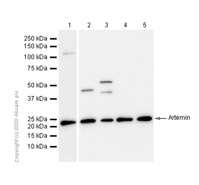 Western blot - Anti-Artemin antibody [EPR9763] - BSA and Azide free (AB250054)