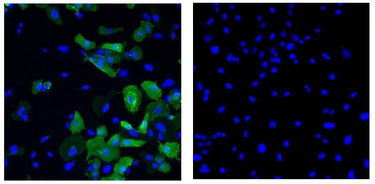 Immunocytochemistry/ Immunofluorescence - Anti-Artemin antibody [IF3] (AB205564)