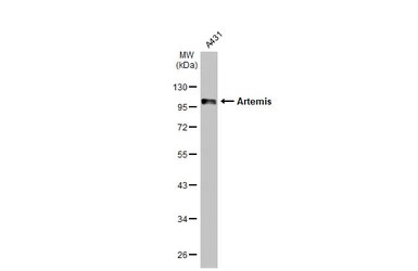 Western blot - Anti-Artemis antibody [HL1227] - BSA and Azide free (AB313837), expandable thumbnail