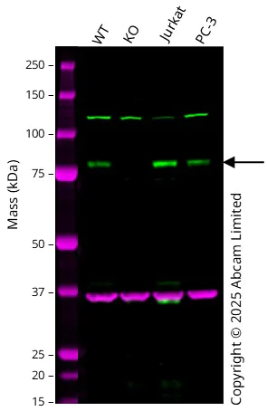 Western blot - Anti-Artemis antibody [HL1227] - BSA and Azide free (AB313837)