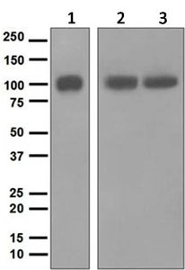 Western blot - Anti-ARTS1/ERAP1 antibody [EPR6069] (AB124669)
