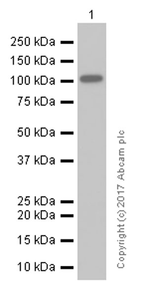 Western blot - Anti-ARTS1/ERAP1 antibody [EPR6069] (AB124669)