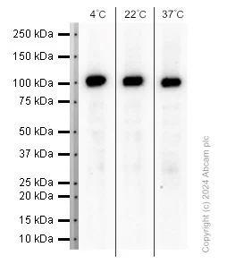 Western blot - Anti-ARTS1/ERAP1 antibody [EPR6069] (AB124669)
