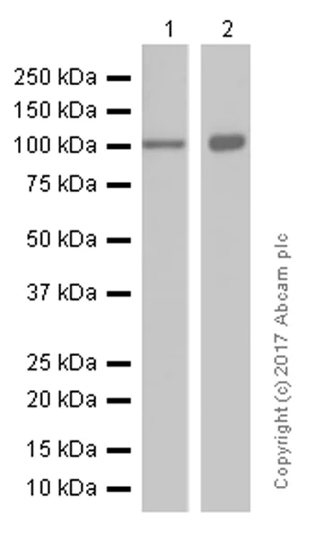 Western blot - Anti-ARTS1/ERAP1 antibody [EPR6069] (AB124669)