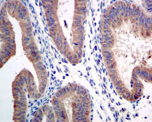 Immunohistochemistry (Formalin/PFA-fixed paraffin-embedded sections) - Anti-ARTS1/ERAP1 antibody [EPR6069] - BSA and Azide free (AB232466)