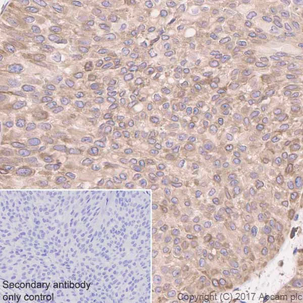 Immunohistochemistry (Formalin/PFA-fixed paraffin-embedded sections) - Anti-ARTS1/ERAP1 antibody [EPR6069] - BSA and Azide free (AB232466)