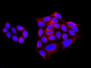 Immunocytochemistry/ Immunofluorescence - Anti-ARVCF antibody [EPR10036(2)] - BSA and Azide free (AB249723), expandable thumbnail
