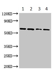 Western blot - Anti-Arx antibody (AB235060), expandable thumbnail