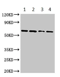Western blot - Anti-Arx antibody (AB235060)