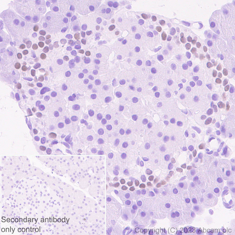 Immunohistochemistry (Formalin/PFA-fixed paraffin-embedded sections) - Anti-Arx antibody [EPR27481-32] (AB308260)