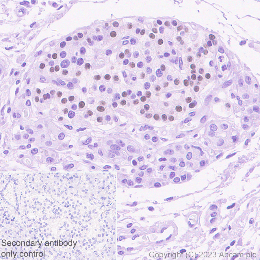 Immunohistochemistry (Formalin/PFA-fixed paraffin-embedded sections) - Anti-Arx antibody [EPR27481-32] - BSA and Azide free (ab308261), expandable thumbnail