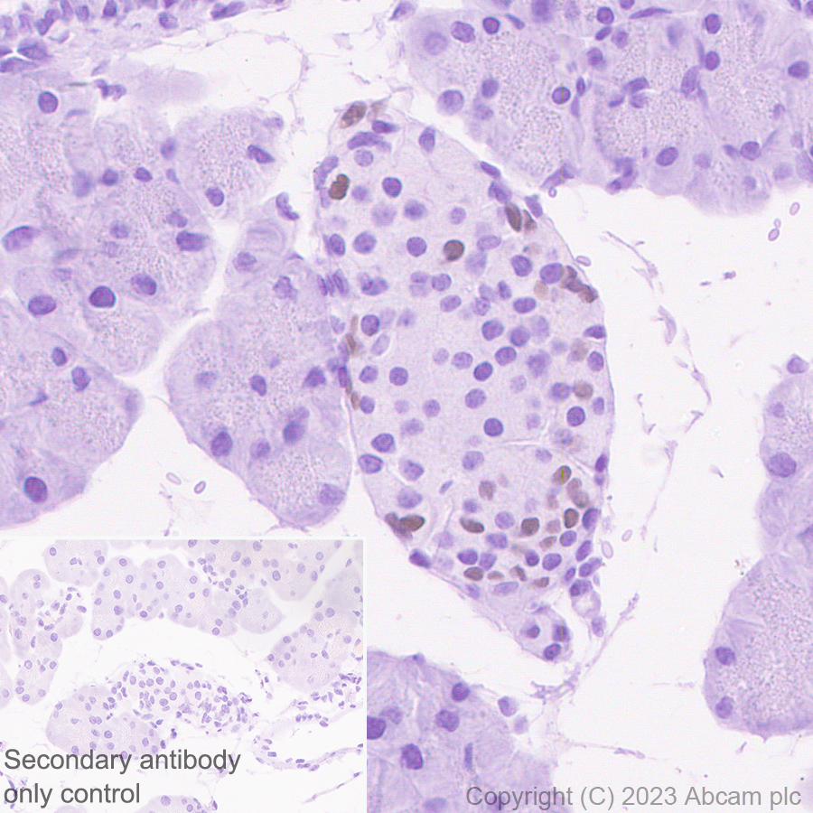 Immunohistochemistry (Formalin/PFA-fixed paraffin-embedded sections) - Anti-Arx antibody [EPR27481-32] - BSA and Azide free (ab308261), expandable thumbnail