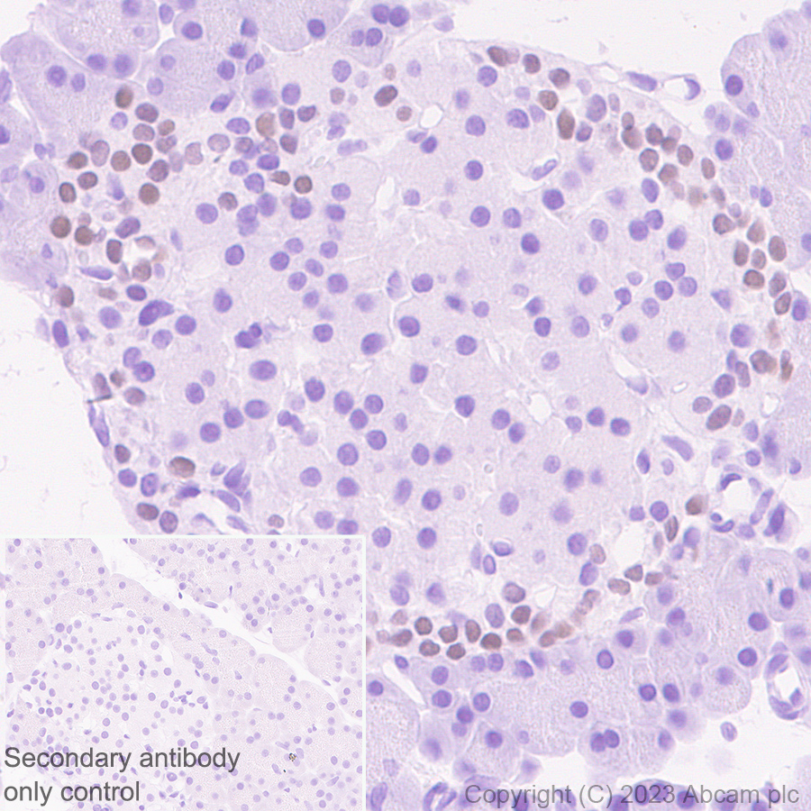 Immunohistochemistry (Formalin/PFA-fixed paraffin-embedded sections) - Anti-Arx antibody [EPR27481-32] - BSA and Azide free (ab308261), expandable thumbnail