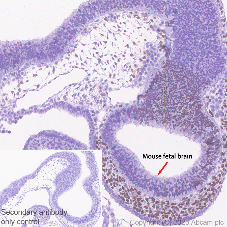 Immunohistochemistry (Formalin/PFA-fixed paraffin-embedded sections) - Anti-Arx antibody [EPR27481-32] - BSA and Azide free (ab308261), expandable thumbnail