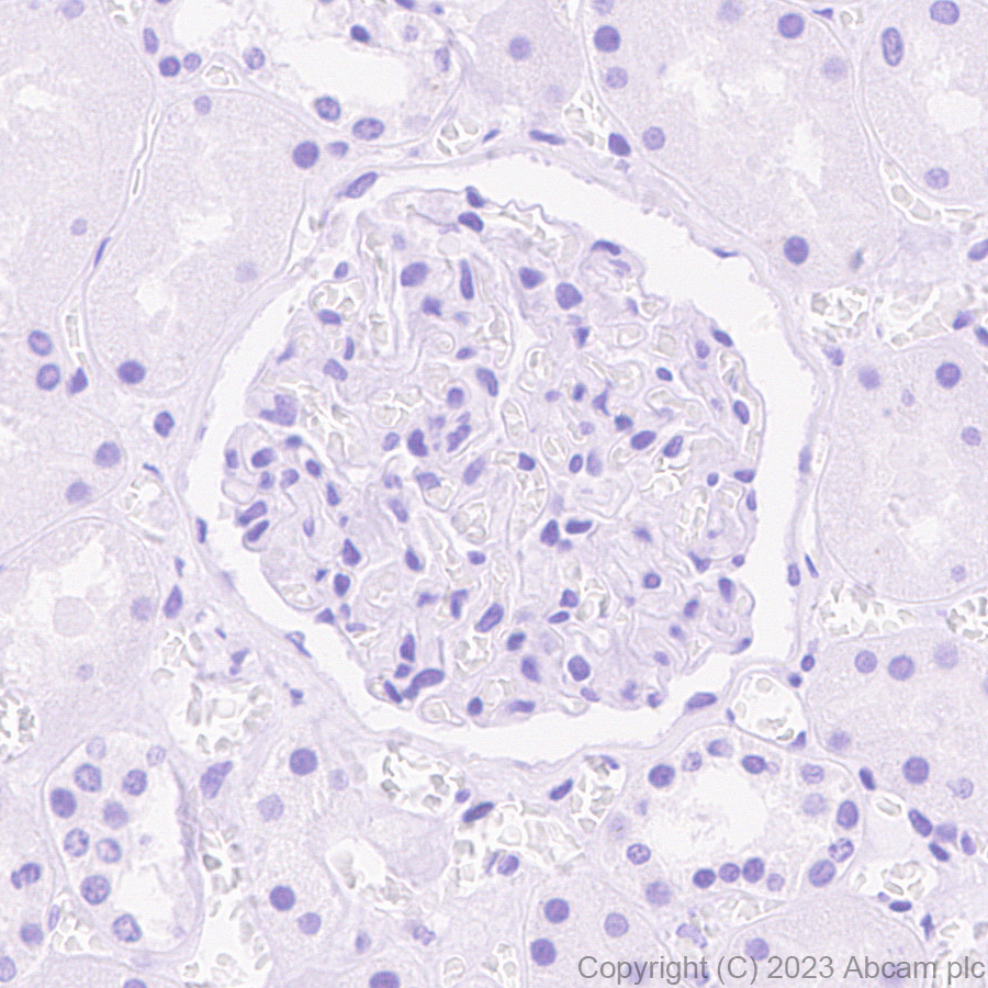 Immunohistochemistry (Formalin/PFA-fixed paraffin-embedded sections) - Anti-Arx antibody [EPR27481-32] - BSA and Azide free (ab308261), expandable thumbnail