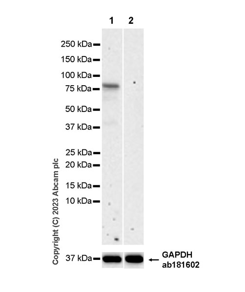 Western blot - Anti-Arx antibody [EPR27481-32] - BSA and Azide free (ab308261), expandable thumbnail