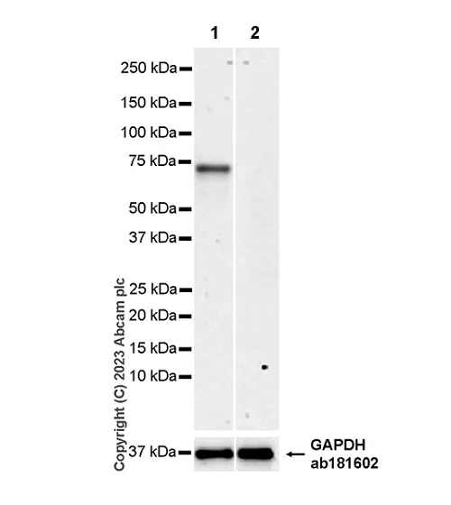 Western blot - Anti-Arx antibody [EPR27481-32] - BSA and Azide free (AB308261)