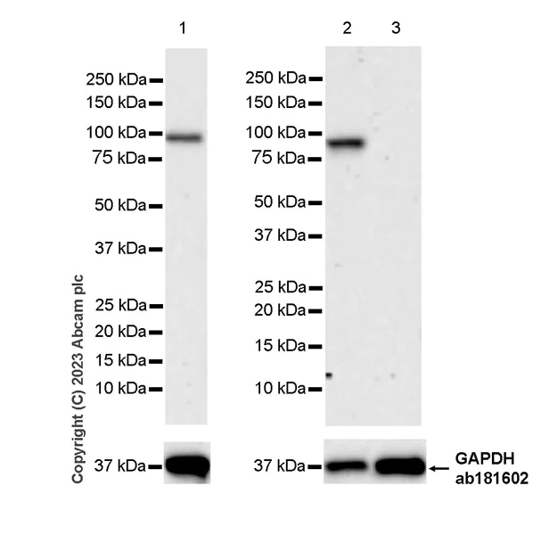 Western blot - Anti-Aryl hydrocarbon Receptor antibody [EPR27537-70] (AB309491)