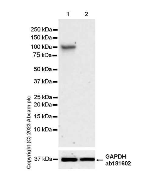 Western blot - Anti-Aryl hydrocarbon Receptor antibody [EPR27537-70] (AB309491)