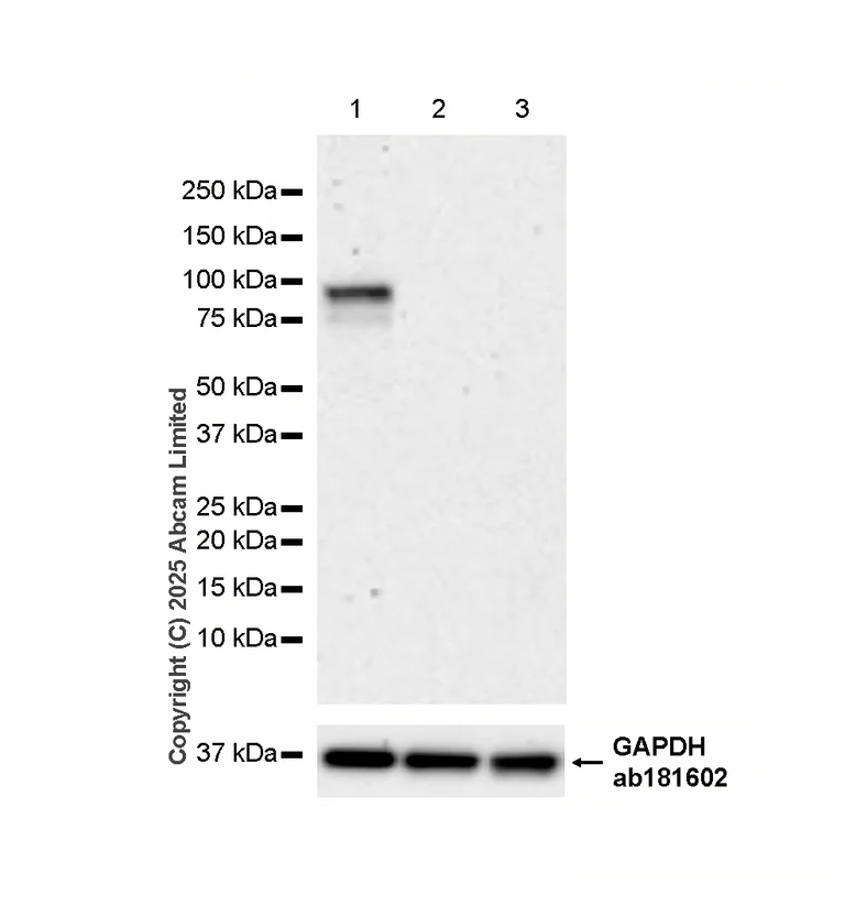 Western blot - Anti-Aryl hydrocarbon Receptor antibody [EPR27537-70] (AB309491)