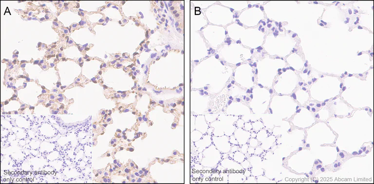 Immunohistochemistry (Formalin/PFA-fixed paraffin-embedded sections) - Anti-Aryl hydrocarbon Receptor antibody [EPR27537-70] - BSA and Azide free (AB309492)