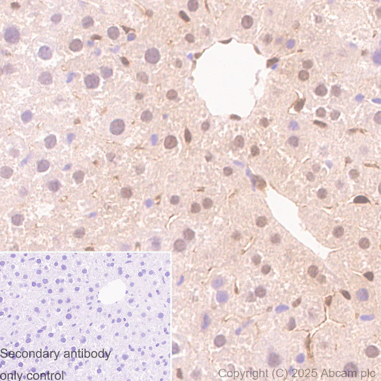 Immunohistochemistry (Formalin/PFA-fixed paraffin-embedded sections) - Anti-Aryl hydrocarbon Receptor antibody [EPR27537-70] - BSA and Azide free (AB309492)
