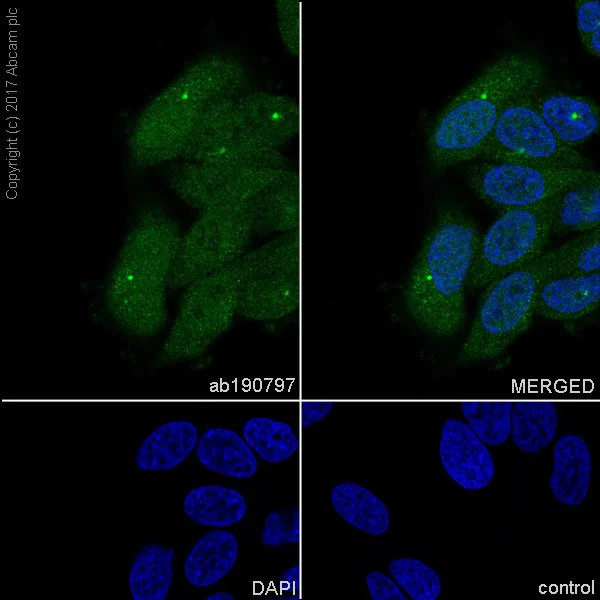 Immunocytochemistry/ Immunofluorescence - Anti-Aryl hydrocarbon Receptor antibody [EPR7119(N)(2)] (AB190797)