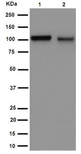 Western blot - Anti-Aryl hydrocarbon Receptor antibody [EPR7119(N)(2)] (AB190797)