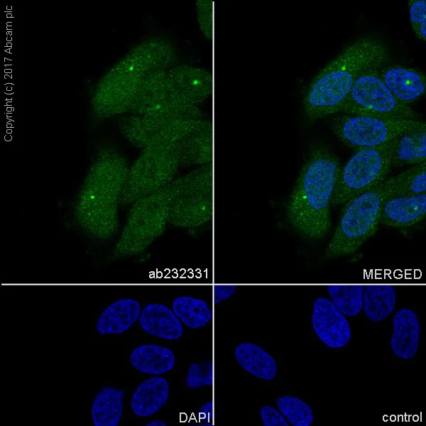 Immunocytochemistry/ Immunofluorescence - Anti-Aryl hydrocarbon Receptor antibody [EPR7119(N)(2)] - BSA and Azide free (AB232331)