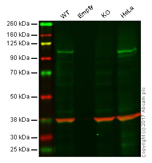 Western blot - Anti-Aryl hydrocarbon Receptor antibody [EPR7119(N)(2)] - BSA and Azide free (AB232331)