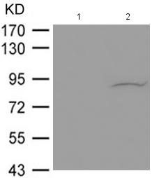 Western blot - Anti-Aryl hydrocarbon Receptor (phospho S36) antibody (AB182642)