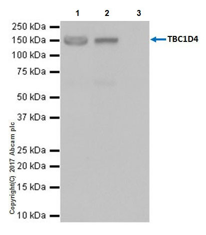 Immunoprecipitation - Anti-AS160 antibody [EPR18418] (AB189890)