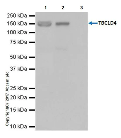 Immunoprecipitation - Anti-AS160 antibody [EPR18418] - BSA and Azide free (AB240309)