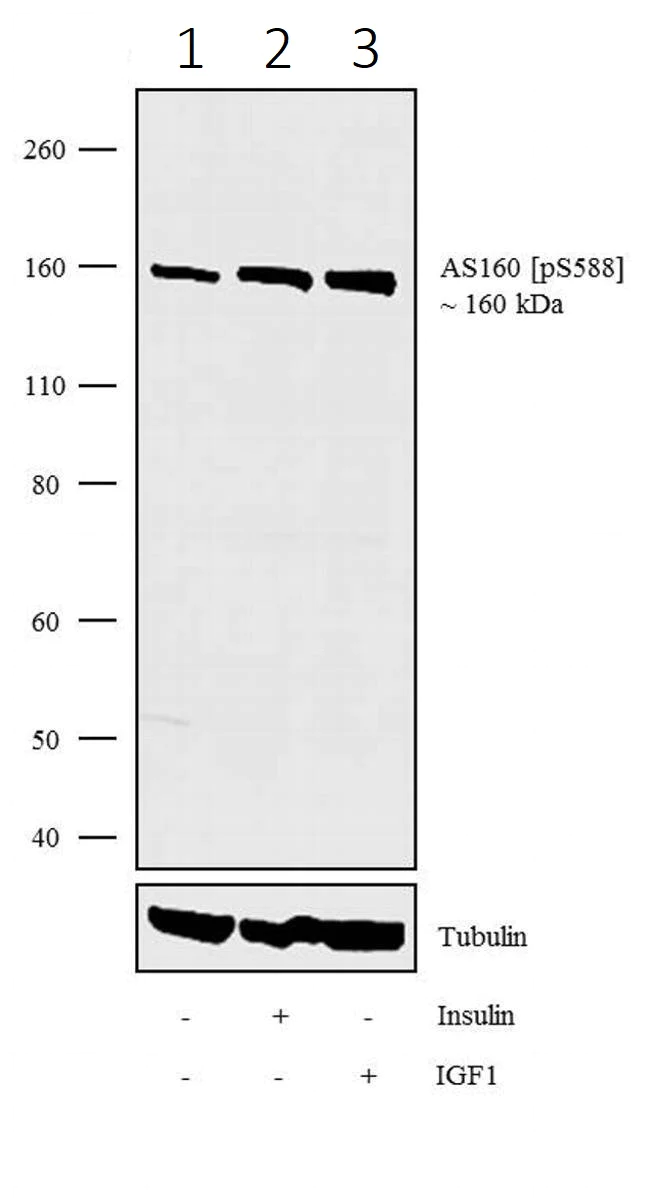 Western blot - Anti-AS160 (phospho S588) antibody [5HCLC] (AB277781)