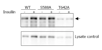 Western blot - Anti-AS160 (phospho T642) antibody (AB65753)