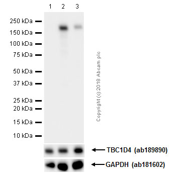 Western blot - Anti-AS160 (phospho T642) antibody [EPR2733(2)] (AB131214)