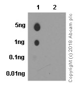Dot Blot - Anti-AS160 (phospho T642) antibody [EPR2733(2)] - BSA and Azide free (AB218844), expandable thumbnail