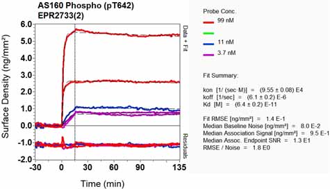 OI-RD Scanning - Anti-AS160 (phospho T642) antibody [EPR2733(2)] - BSA and Azide free (AB218844), expandable thumbnail